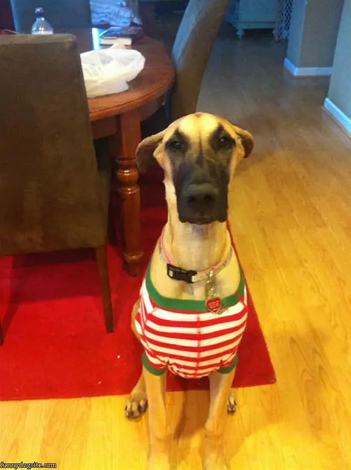 Rosie Dressed Up