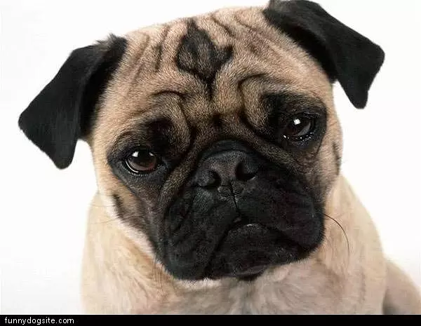 Pug Face