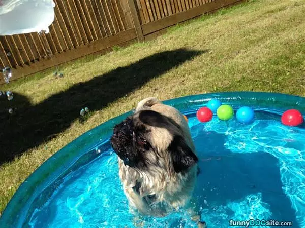 Majestic Dog