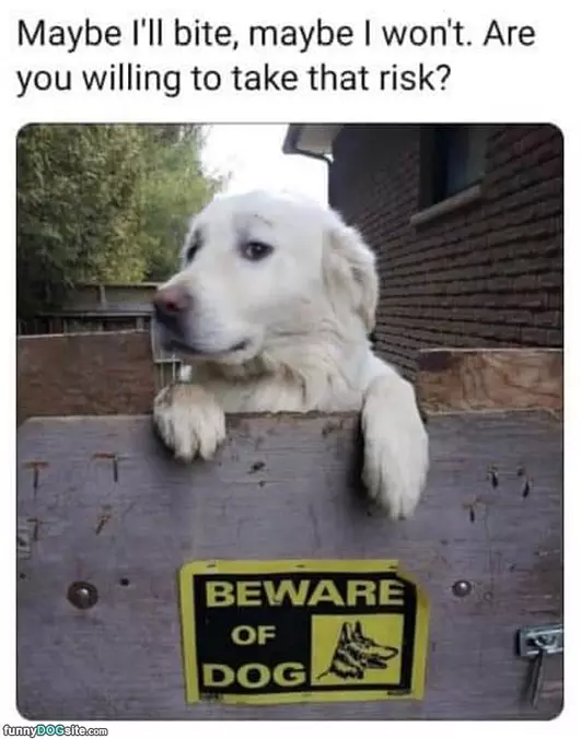 Maybe I Will Maybe I Wont
