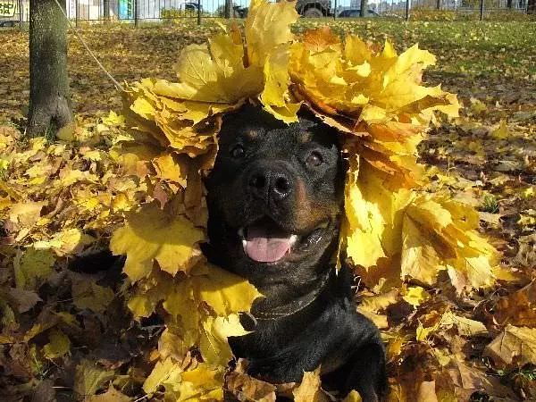 Dog Loves Fall