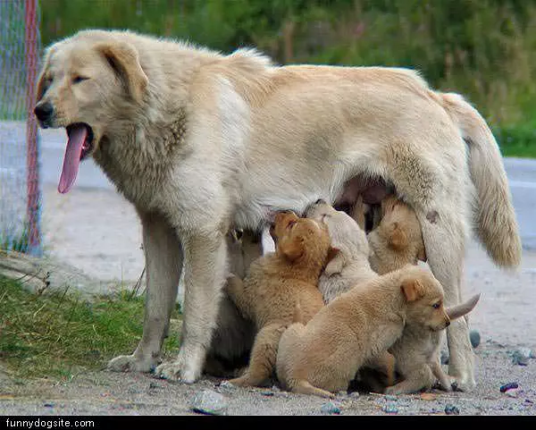 Thristy Pups
