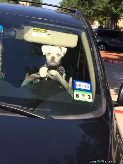 Going For A Ride