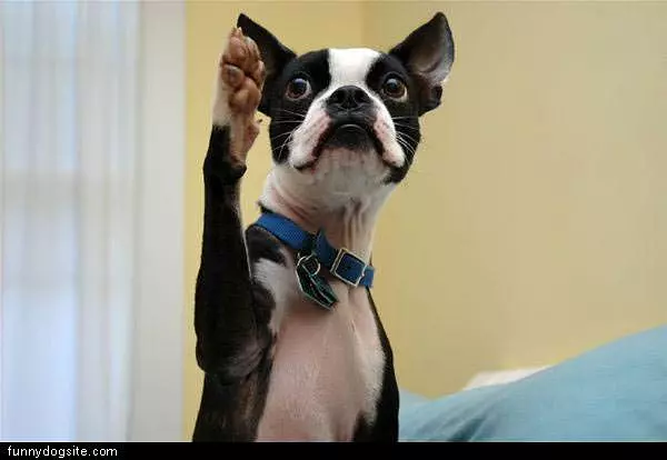 Question Over Here Dog