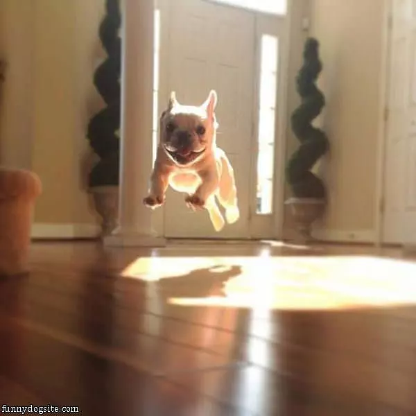 The Flying Puppy