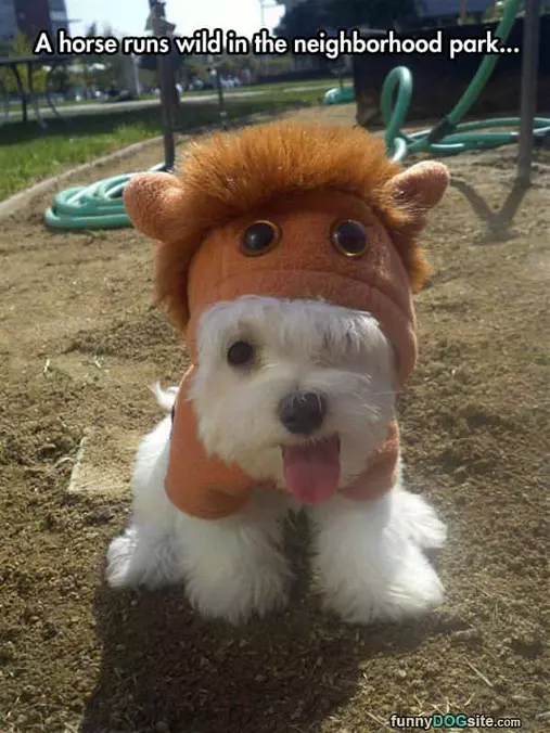 Dog Costume