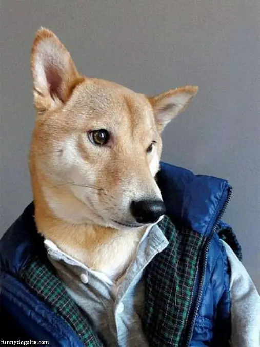 Modern Dog