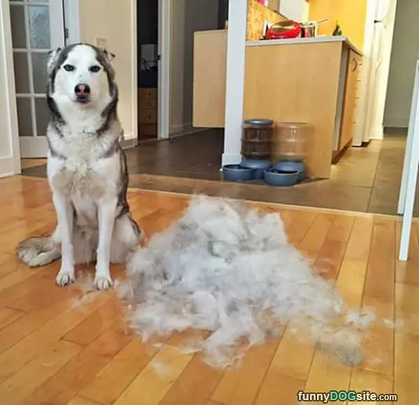 A Little Bit Of Shedding