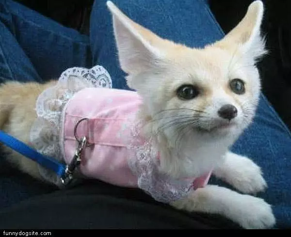 Poor Dog Here