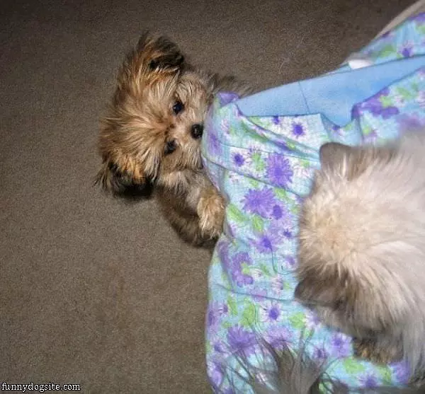 Gimme Blanket