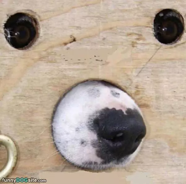 The Dog Lookout Post