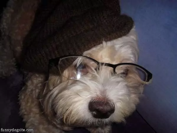Wise Dog