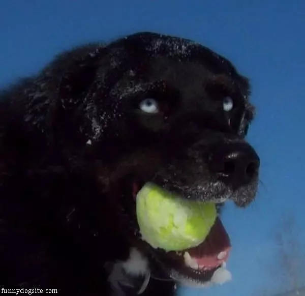 Frozen Ball