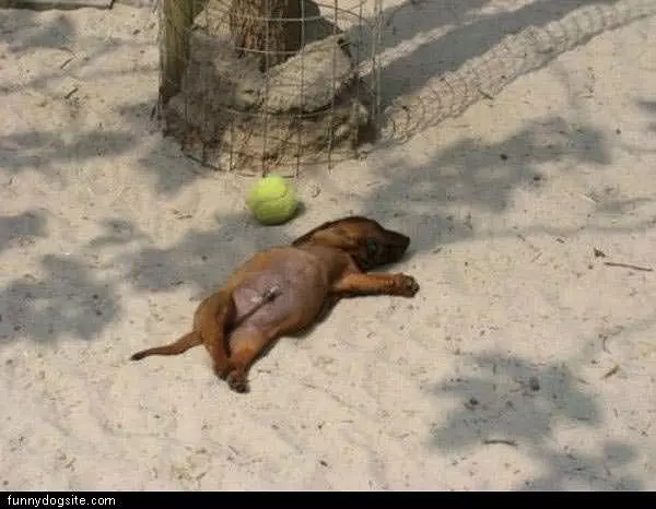 Paly Dead