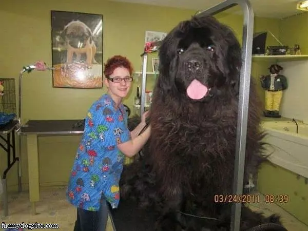 Thats A Big Dog