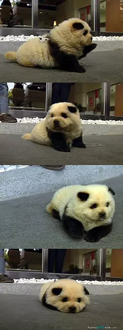 This Fluffy Dog