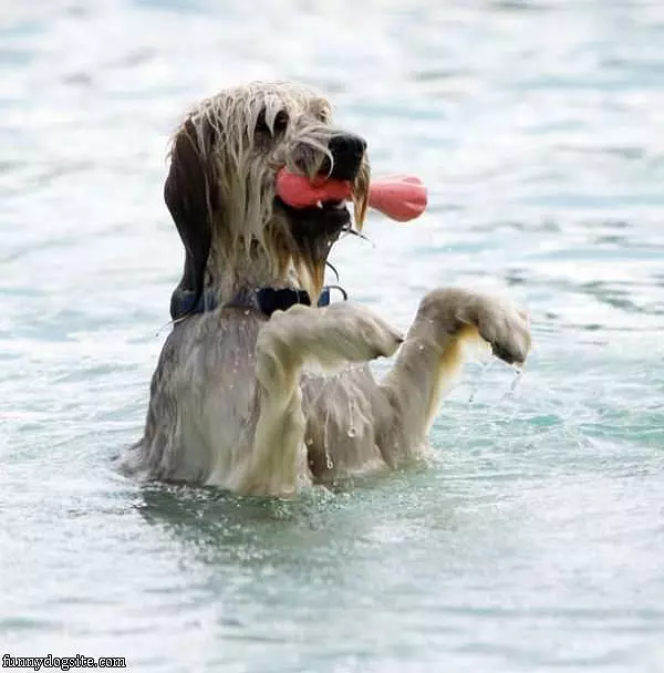 Ill Fetch Anything
