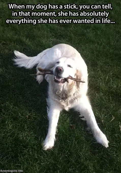 Dog With A Stick