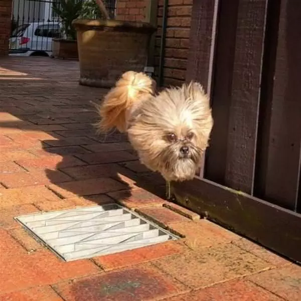 Flying Dog
