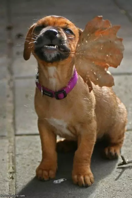 Fetched You A Leaf