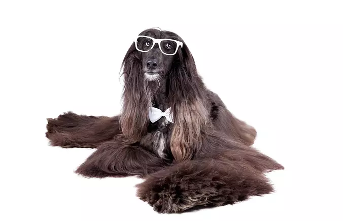 Funny Afghan Hound