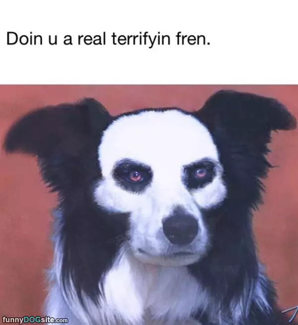 What An Awesome Dog