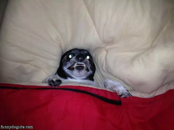 All Tucked In