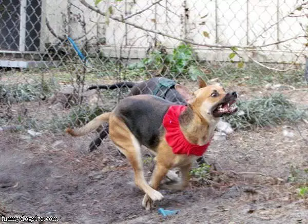 Running Dog