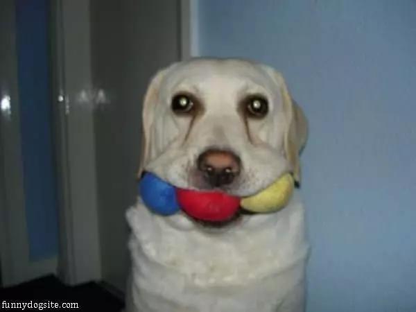 All The Balls Are Fetched