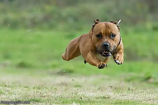 I Am Flying
