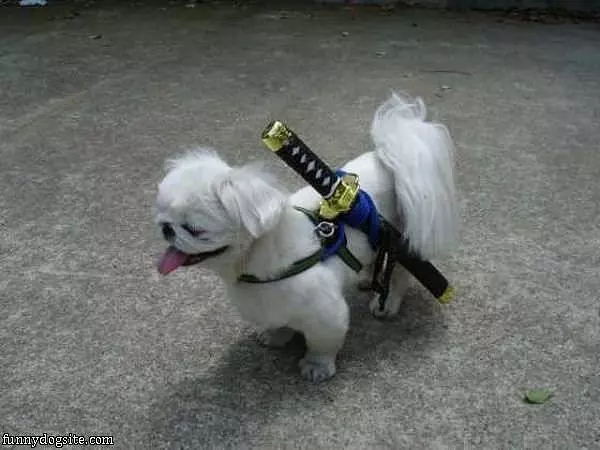 Ninja Dog