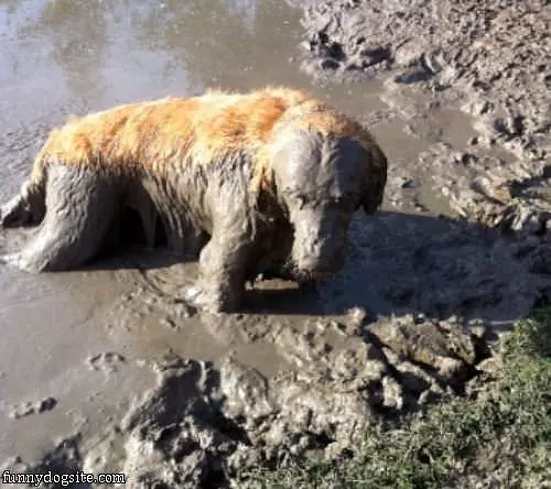 Bailey In The Mud