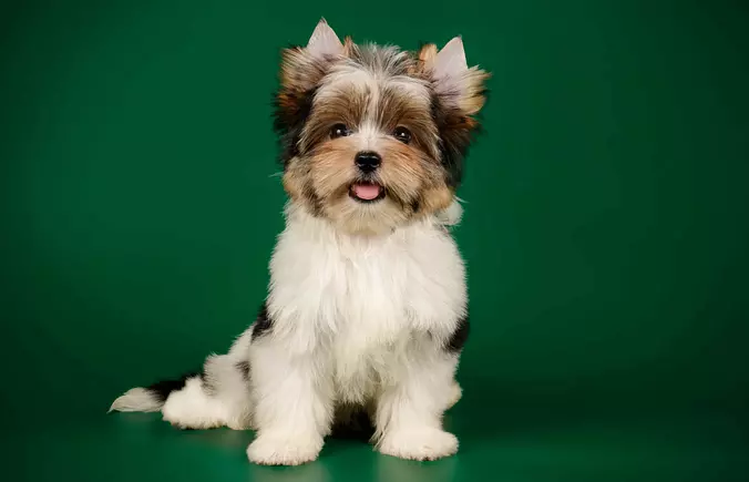 Biewer Terrier smiling