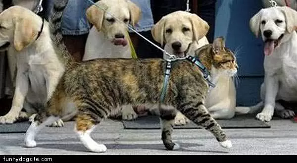 Want To Chase