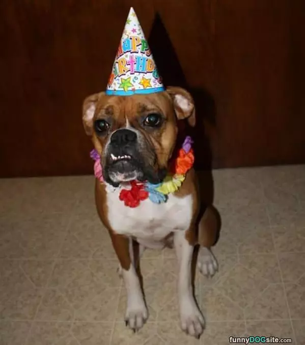 I Has A Birthday Hat