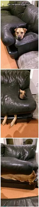 Not Allowed On The Couch