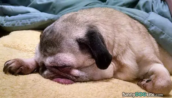 I Am Pugged Out