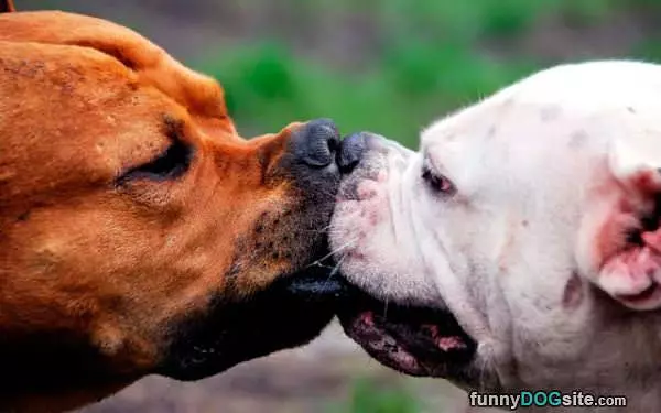 The Kiss