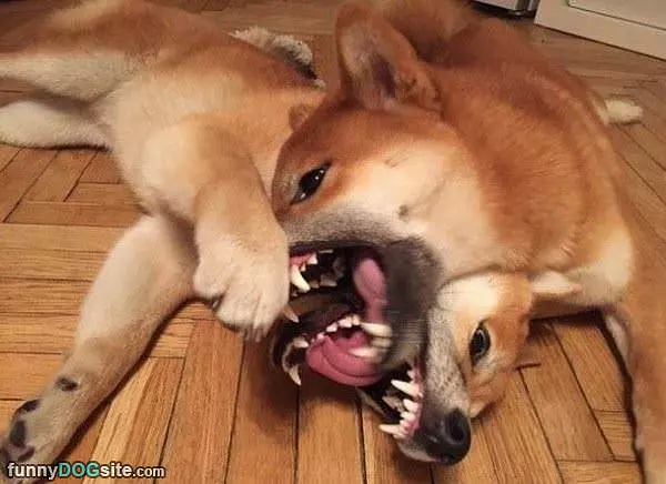 Rarrrrgghhh