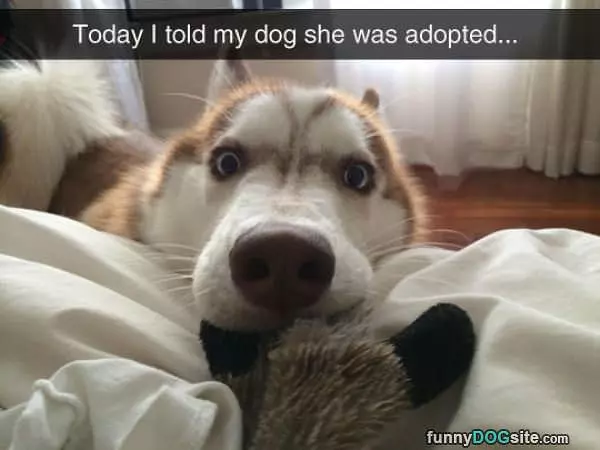Adopted