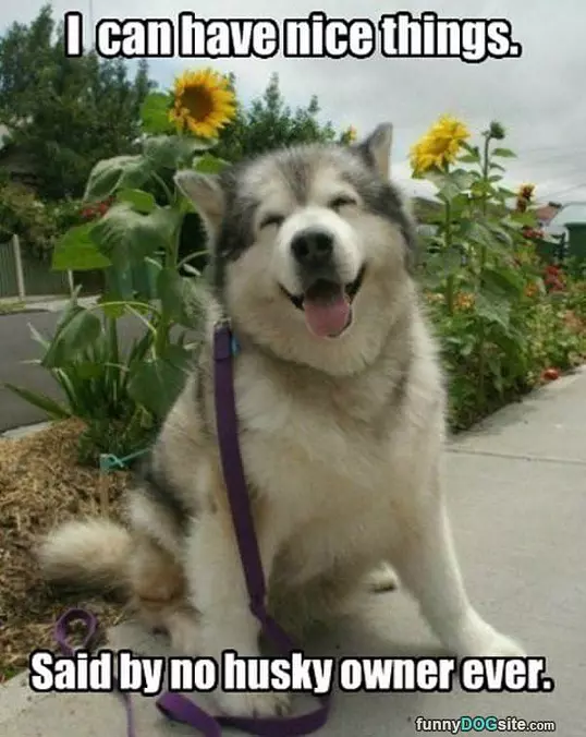 Husky