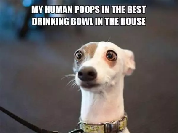 Why Do Humans Poop There