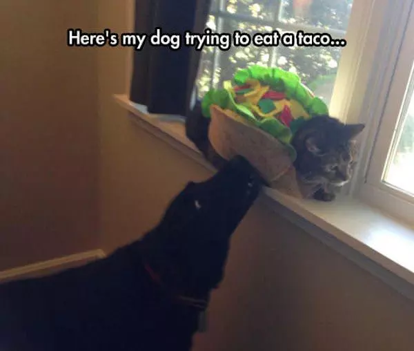 Dog Eating A Taco