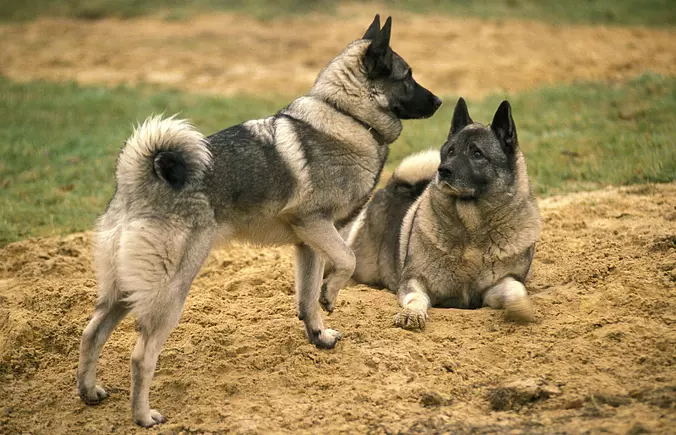 Norwegian Elkhound brothers