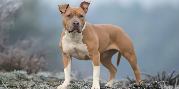 American Staffordshire Terrier