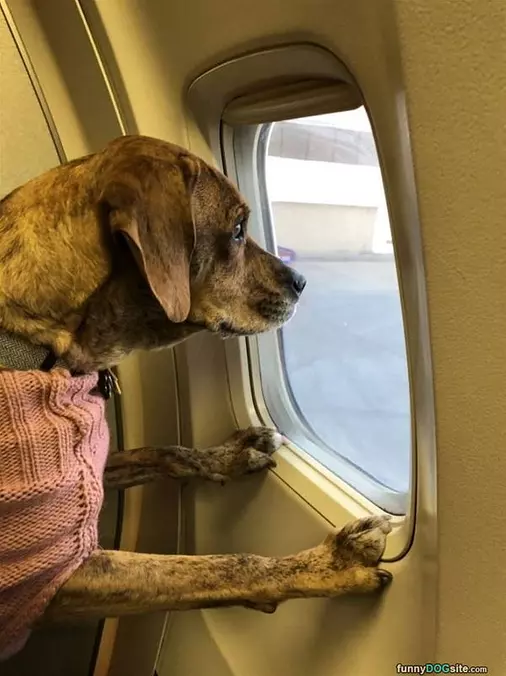 Out The Window