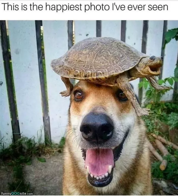 Happiest Dog Ever