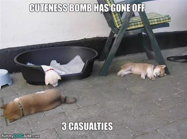 Cuteness Bomb Has Gone Off