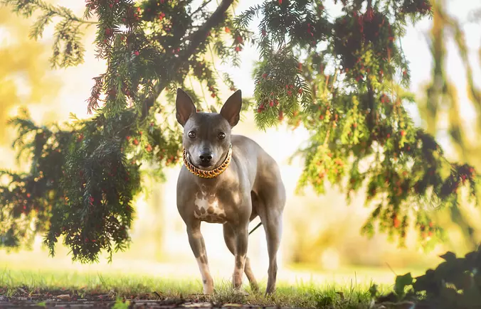 American Hairless Terrier Dog