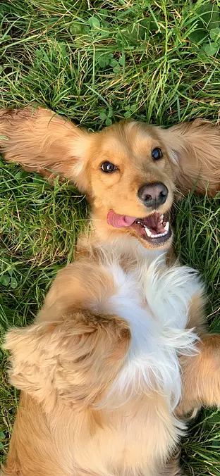 English Cocker Spaniel
